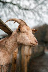 Goat on a farm, close-up of a goat's head, cute farm animals, 