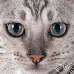 bengal kitten in studio