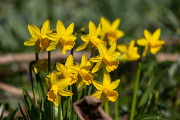 Beautiful yellow daffodils in spring