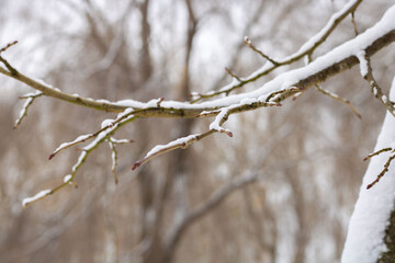 Fotografía plano detalle de brote de flor de cerezo en invierno con nieve.
