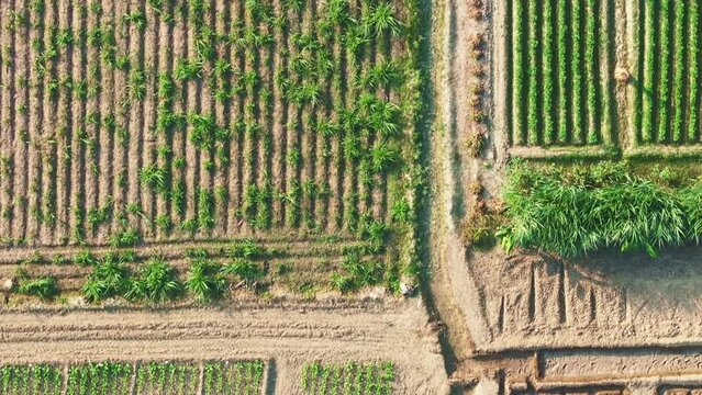 Topdown drone shot over farming fields with green pattern textures of crops in Uttar pradesh, India