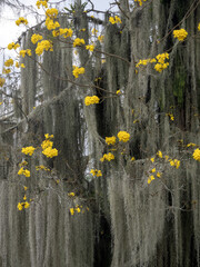 Long curtains of tillandsia on a tree among yellow flowers. Colombia - 750091173
