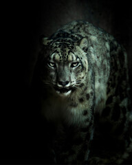 snow leopard