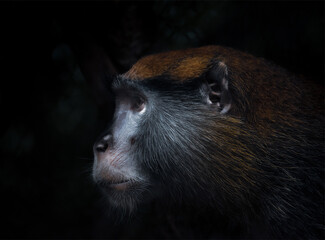 close up portrait of a monkey