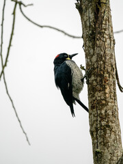Acorn Woodpecker, Melanerpes formicivorus sits on a large Colombia tree trunk.