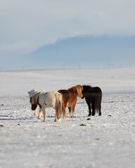 Icelandic horses during wintertime near Geysir