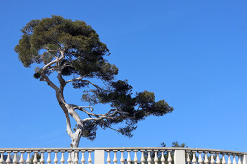 Magnifique pin sur la terrasse