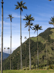 The national tree of Colombia, the Quindío palm, Ceroxylon quindiuense. They are the tallest palm trees in the world. Colombia Cocora Valley - 750092395