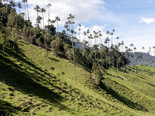 The national tree of Colombia, the Quindío palm, Ceroxylon quindiuense. They are the tallest palm trees in the world. Colombia Cocora Valley - 750092586