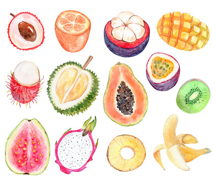 Watercolor exotic cut fruits set illustration isolated on white