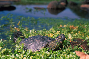 Obraz premium The European marsh turtle in the wild, Emys orbicularis Sardinia, Italy