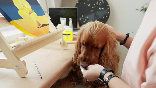 Spaniel helping artist to draw a picture. Artist creating artwork in art studio. Brown dog interested in process. Modern artwork paint yellow chicken on canvas in studio. 4K, UHD