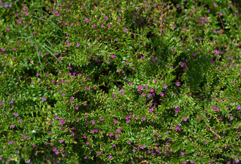 Green leaves in the sunlight