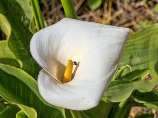 A calla flower with a beetle in the middle. Wildlife. Colombia. - 750095579