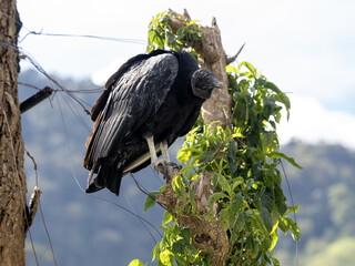 A black vulture, Coragyps atratus, sits on a branch and looks around the landscape. Colombia. - 750095706