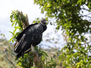 A black vulture, Coragyps atratus, sits on a branch and looks around the landscape. Colombia. - 750095752