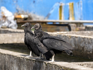 Two Black vultures, Coragyps atratus, sit on the concrete edge of the pool. Colombia. - 750095753