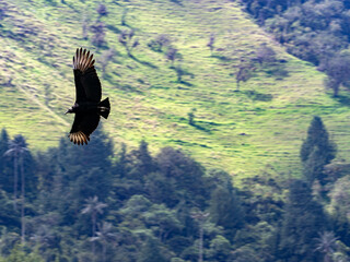 Black vulture, Coragyps atratus, in flight over the landscape. Colombia. - 750095951