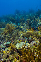 Fototapeta na wymiar Vibrant Reef at Oostpunt / Eastpoint Curaçao
