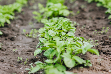 Green bushes of a potato plant grow in a garden on a plantation. Close-up photography, nature, food growing, agriculture.