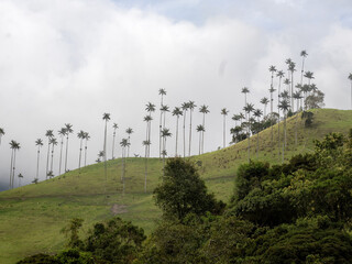 The national tree of Colombia, the Quindío palm, Ceroxylon quindiuense. They are the tallest palm trees in the world. Colombia Cocora Valley - 750096368