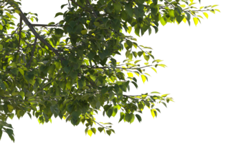tree branch with sunlight isolated 
