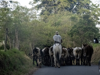 Herdsmen drive cattle to pasture. Colombia - 750097579