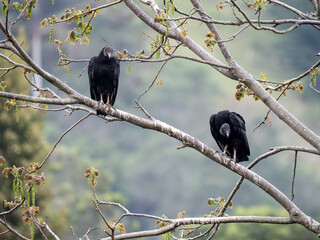 Two Black vultures, Coragyps atratus, sit on a branch and look around. Colombia - 750098344
