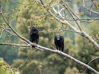 Two Black vultures, Coragyps atratus, sit on a branch and look around. Colombia - 750098718
