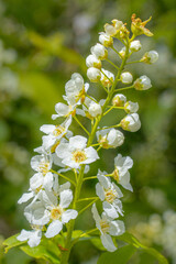 Shrub with white flowers, street. Spring.