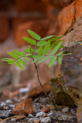A rowan bush on a stone castle wall, natural look.