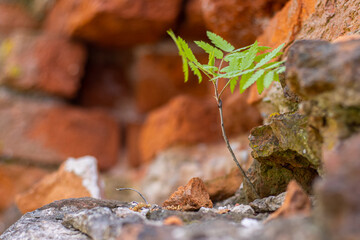 A rowan bush on a stone castle wall, natural look.