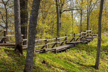 A nature park with beautiful maple trees and a wooden path.