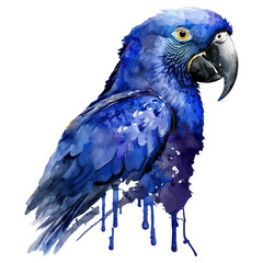 Rainforest Rhapsody Hyacinth Macaw in Blues encapsulates the enchanting essence of the Hyacinth Macaw against a backdrop of watercolor splashes, representing the vibrancy of the rainforest
