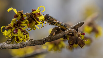 Schwebfliege auf Zaubernuss