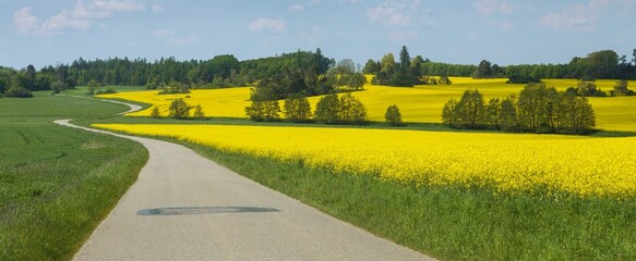 Field of rapeseed canola or colza brassica napus