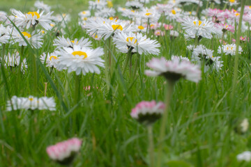 Fototapeta premium Green grass and white flowers in green grass. Spring.