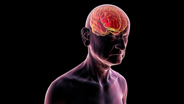 An elderly person with highlighted brain. Progressive impairment of brain functions in elderly age, 3D animation.