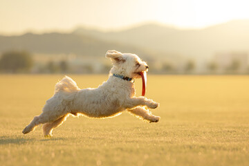 Hund (Malteser) rennt mit Frisbee über die Wiese