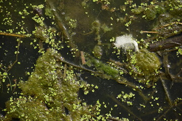 Lone white feather in swamp water 