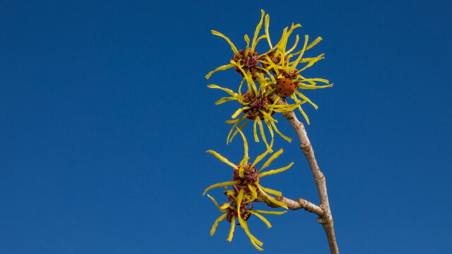 Hamamelis Zaubernuss