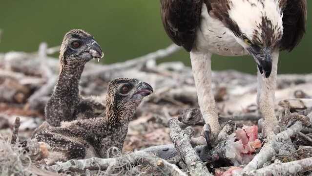 Osprey feeding her babies in a nest on a rainy day