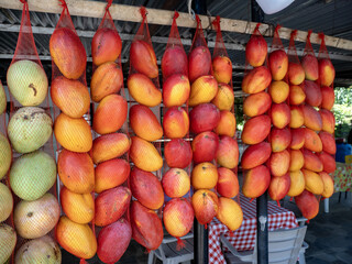 Mangoes in nets at a roadside market. Colombia - 750102767