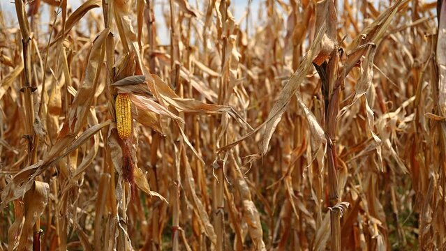 Ripe ear of corn crop in cultivated agricultural field ready for harvest