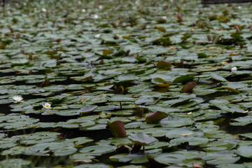 Lotus on a lake in Tokyo, Japan 