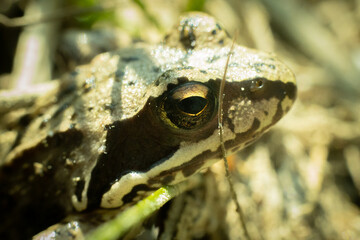 Amphibian, spotted frog in the meadow. Spring.