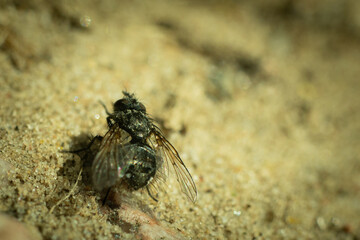 An insect with wings is a fly. Stone sand path.