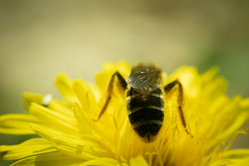 Yellow flower, dandelion in the meadow in spring with a bee. Background image.
