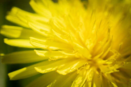 Yellow flower, dandelion in the meadow in spring. Background image.