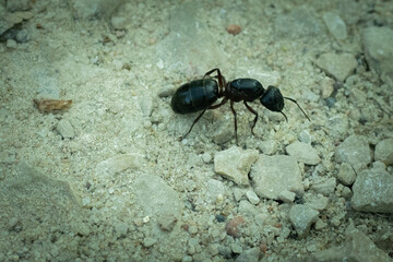 A large brown ant on a stony sand path.